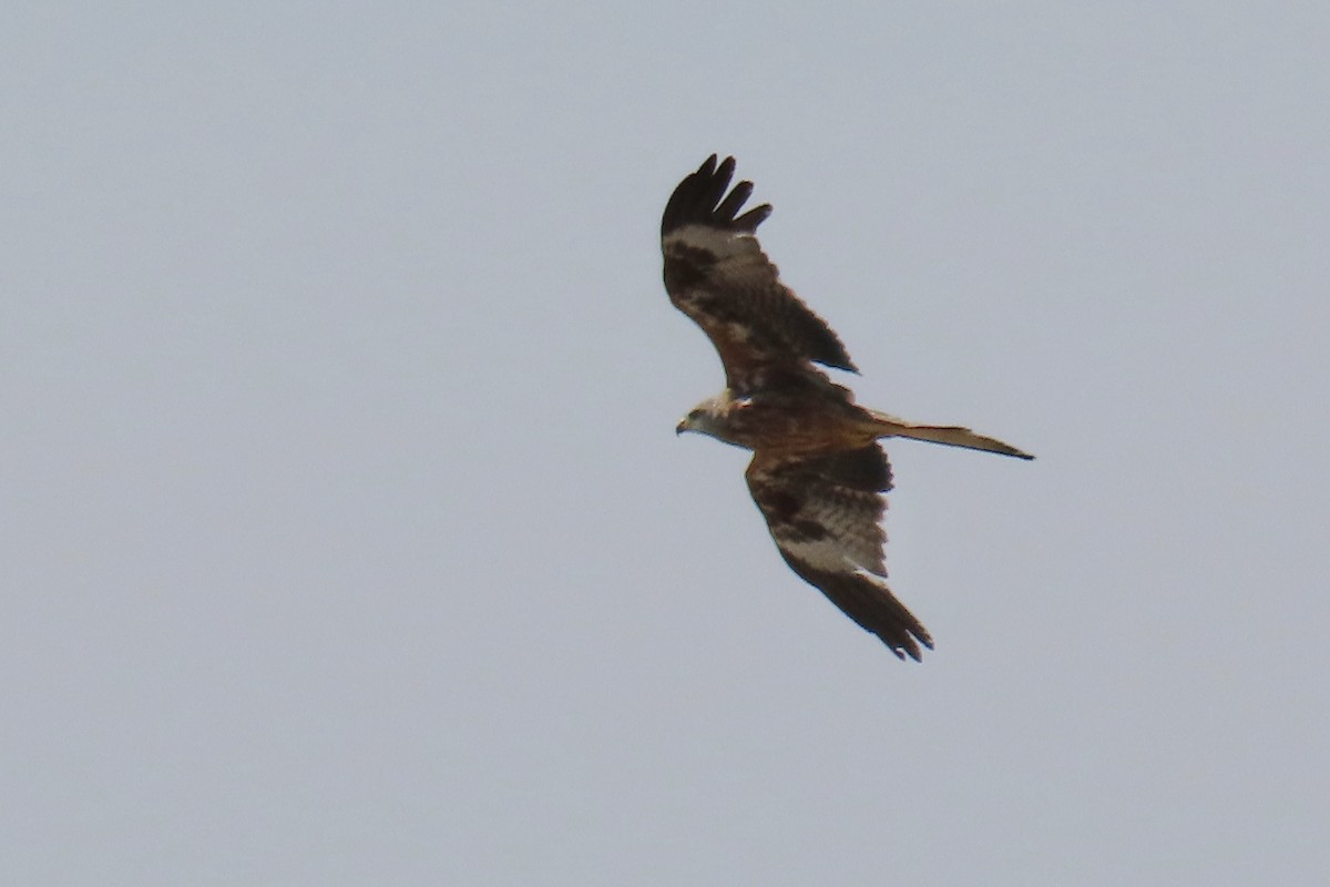 rødglente - ML637105436