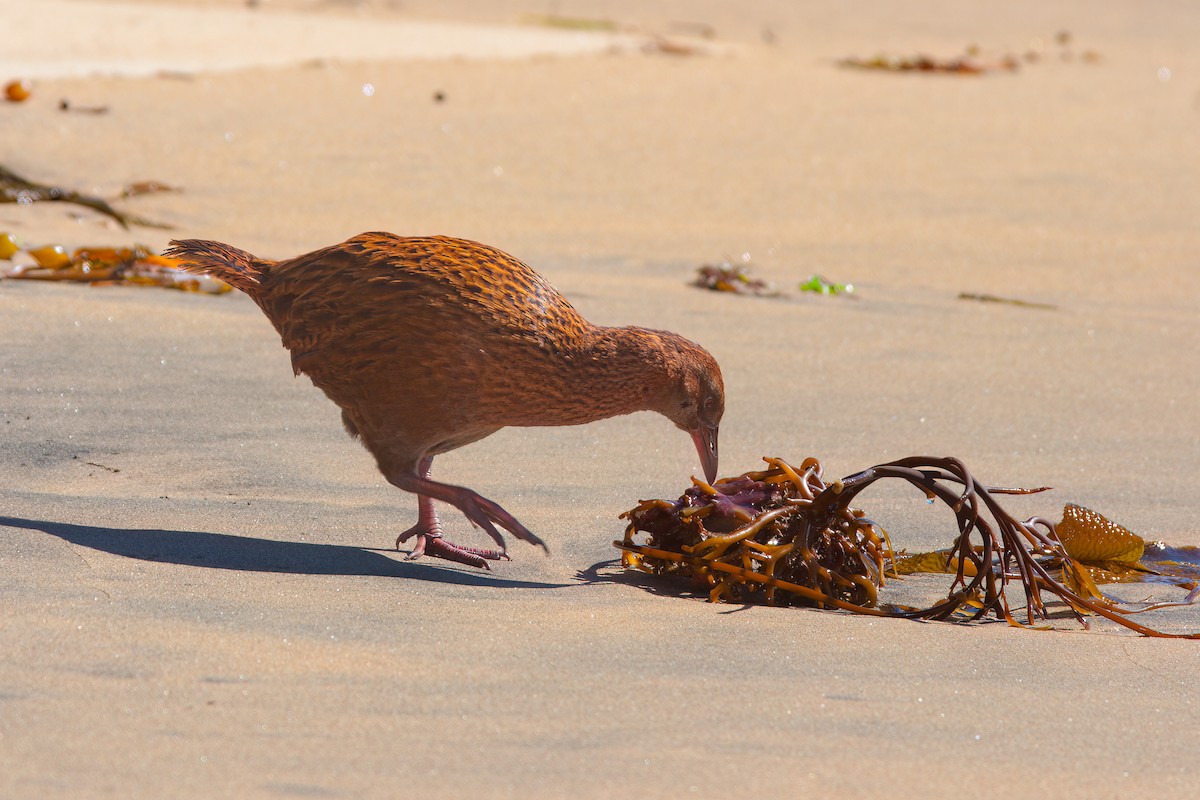 Weka - ML637105449