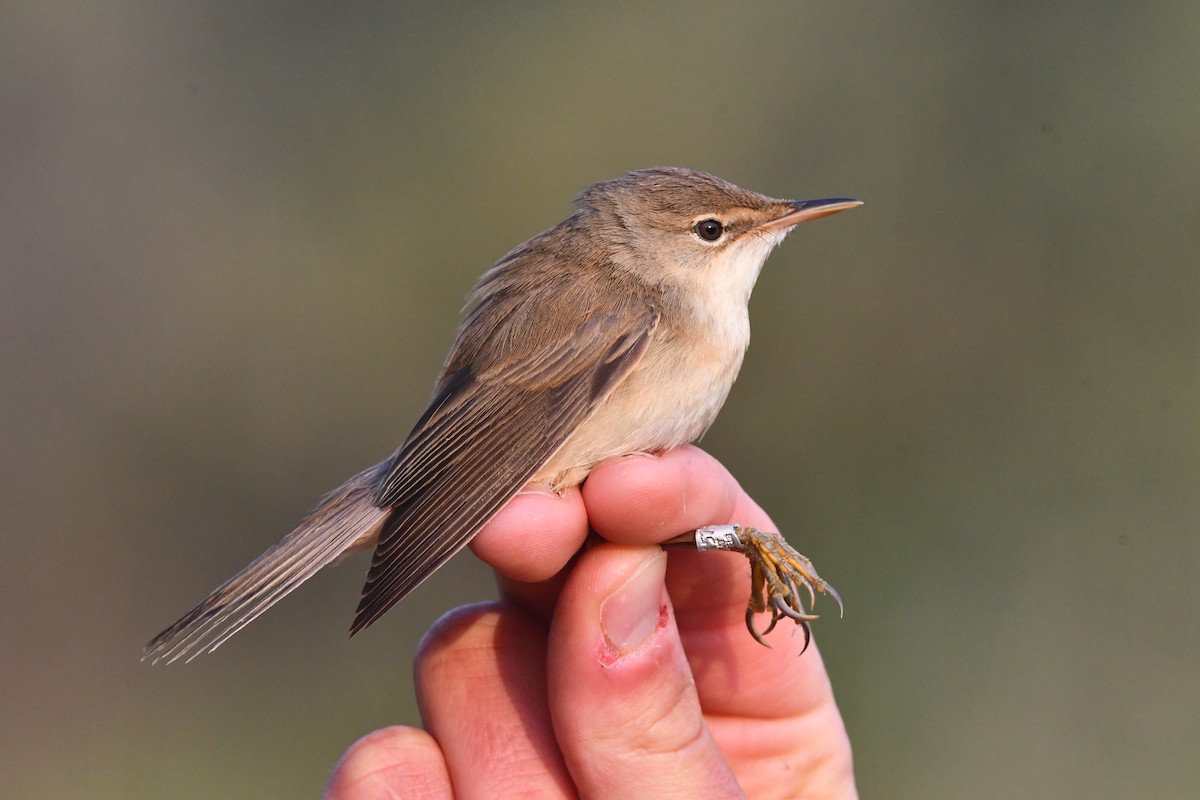 Common Reed Warbler (Common) - ML637105466
