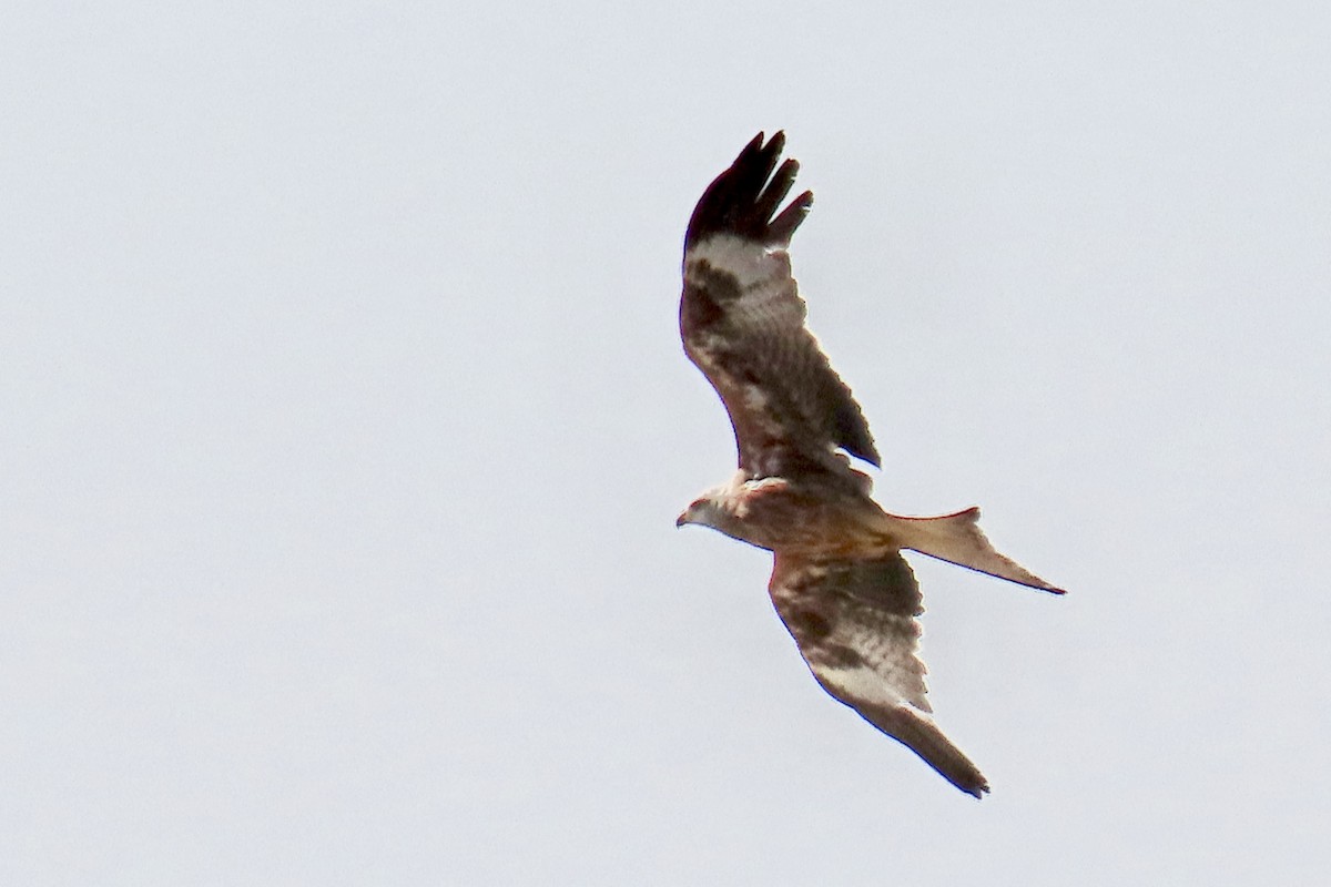 rødglente - ML637105474