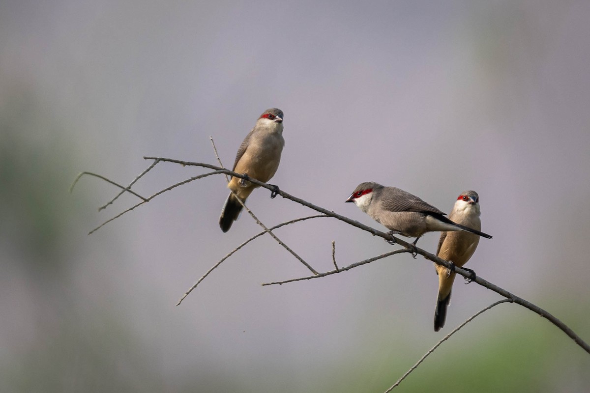 Arabian Waxbill - ML637105475