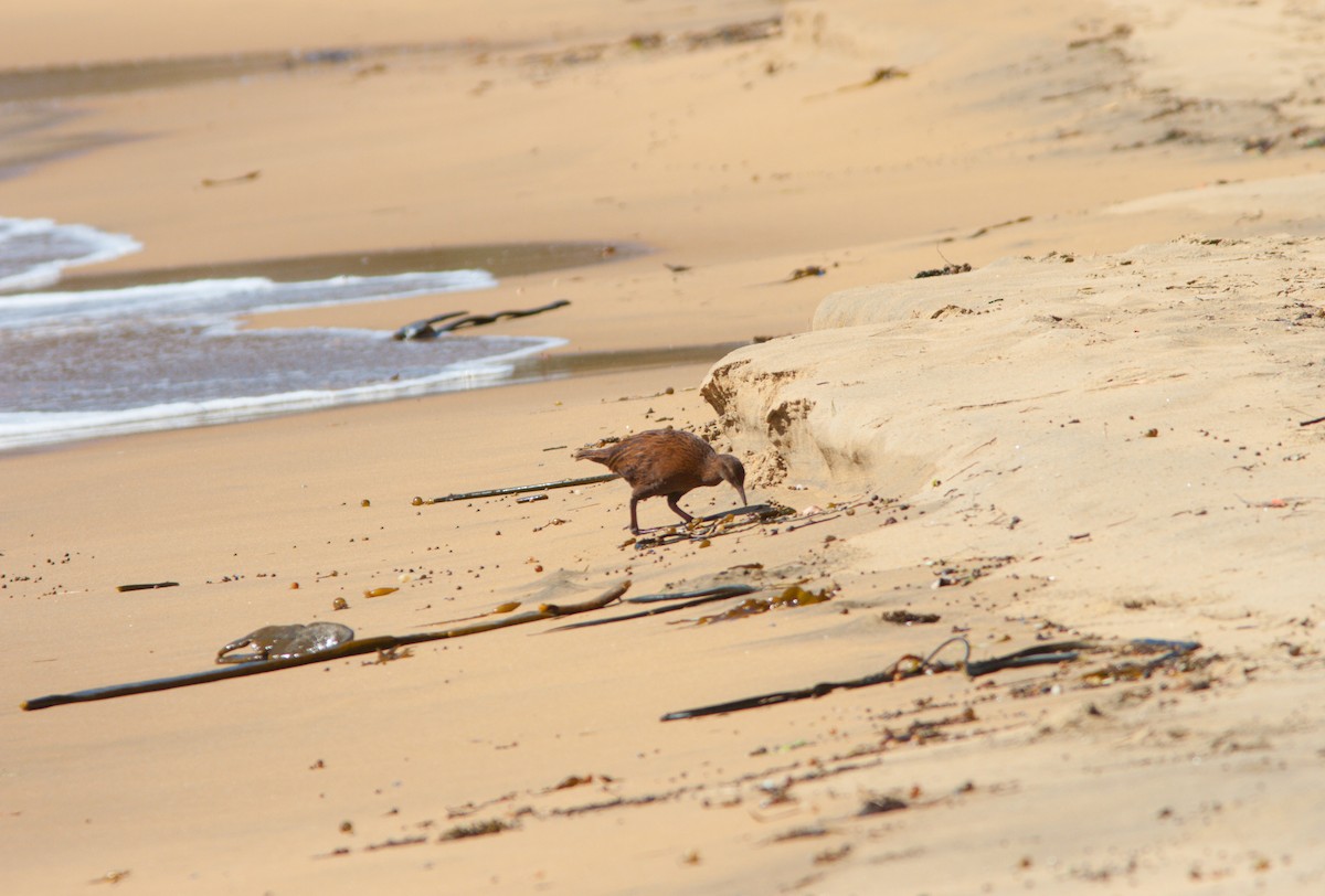 Weka - ML637105505