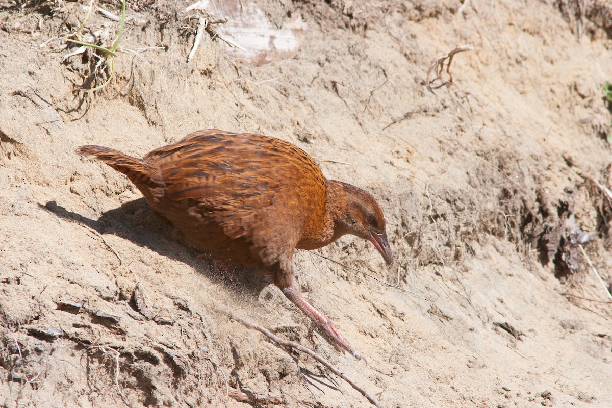 Weka - ML637105506