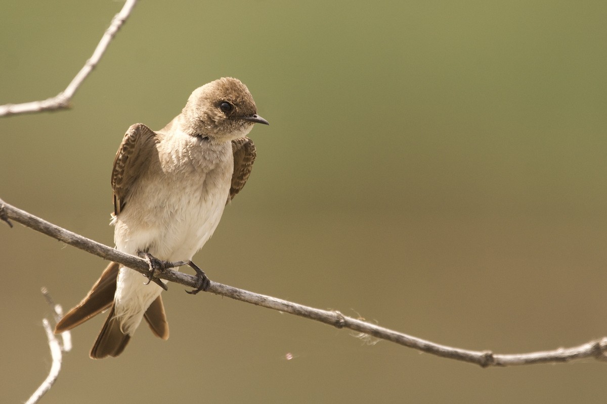 Northern Rough-winged Swallow - ML637105546
