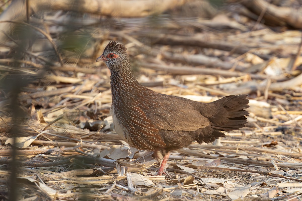 Stone Partridge - ML637105563