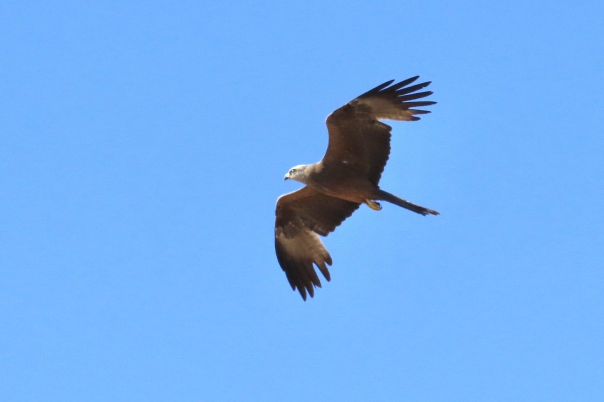 svartglente - ML637105602