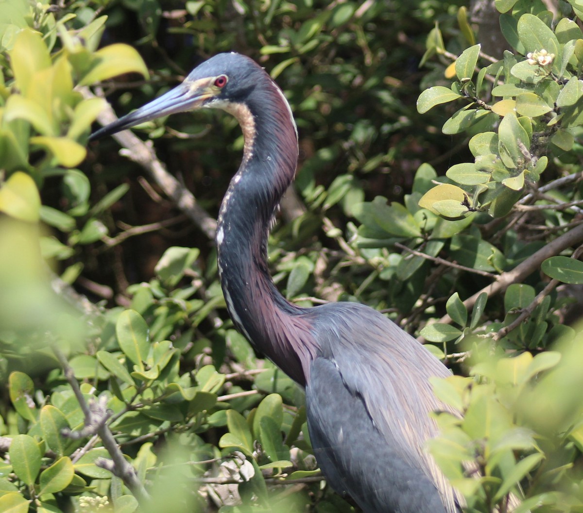 Tricolored Heron - ML637105677
