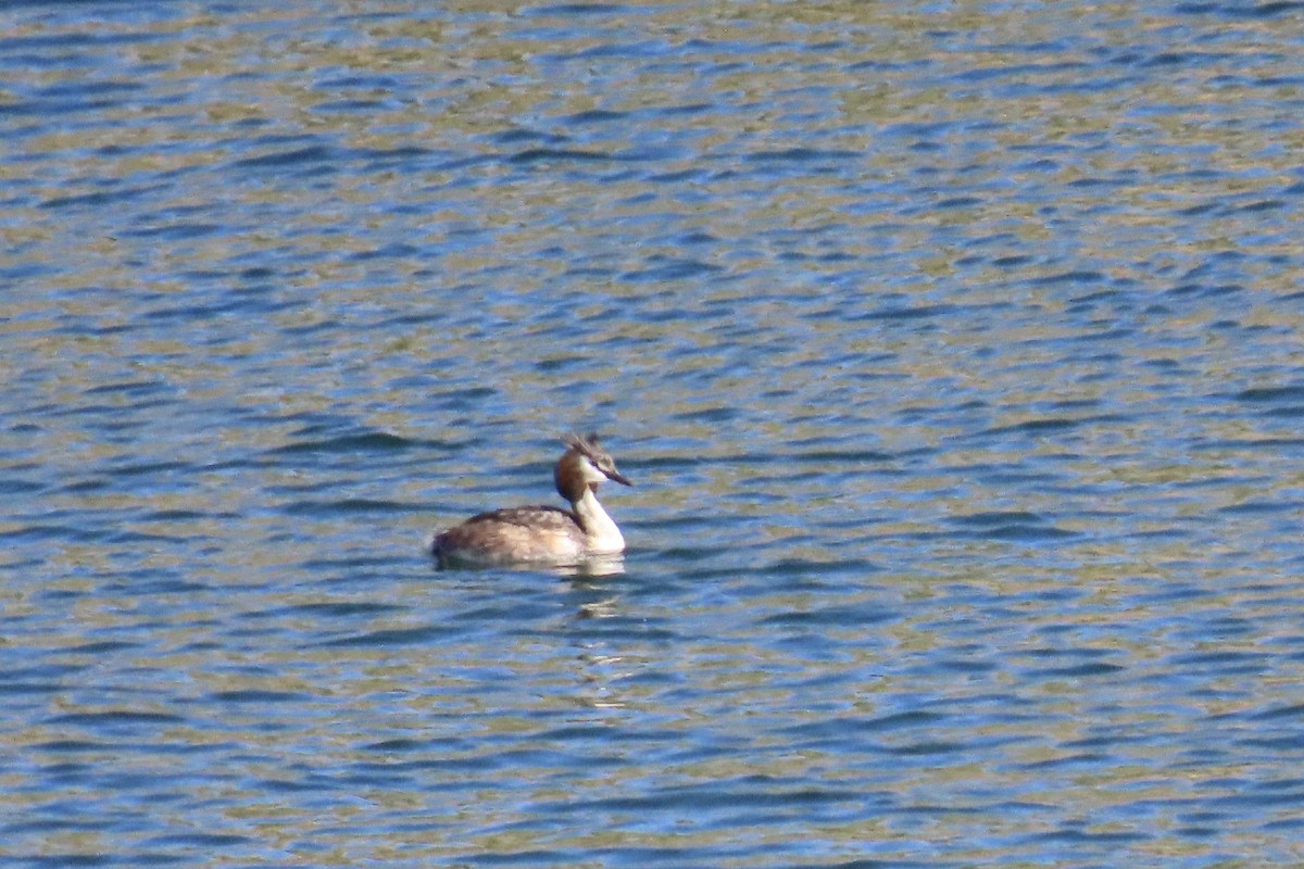 toppdykker - ML637105761