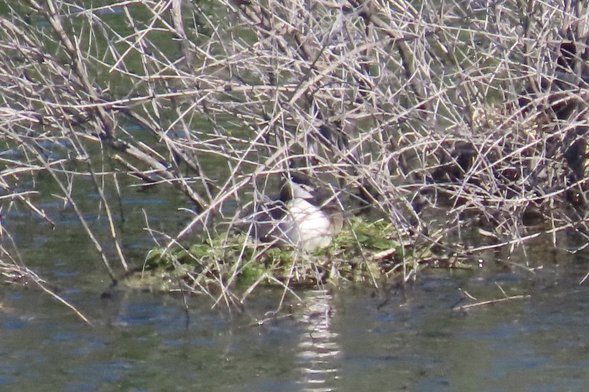 toppdykker - ML637105762