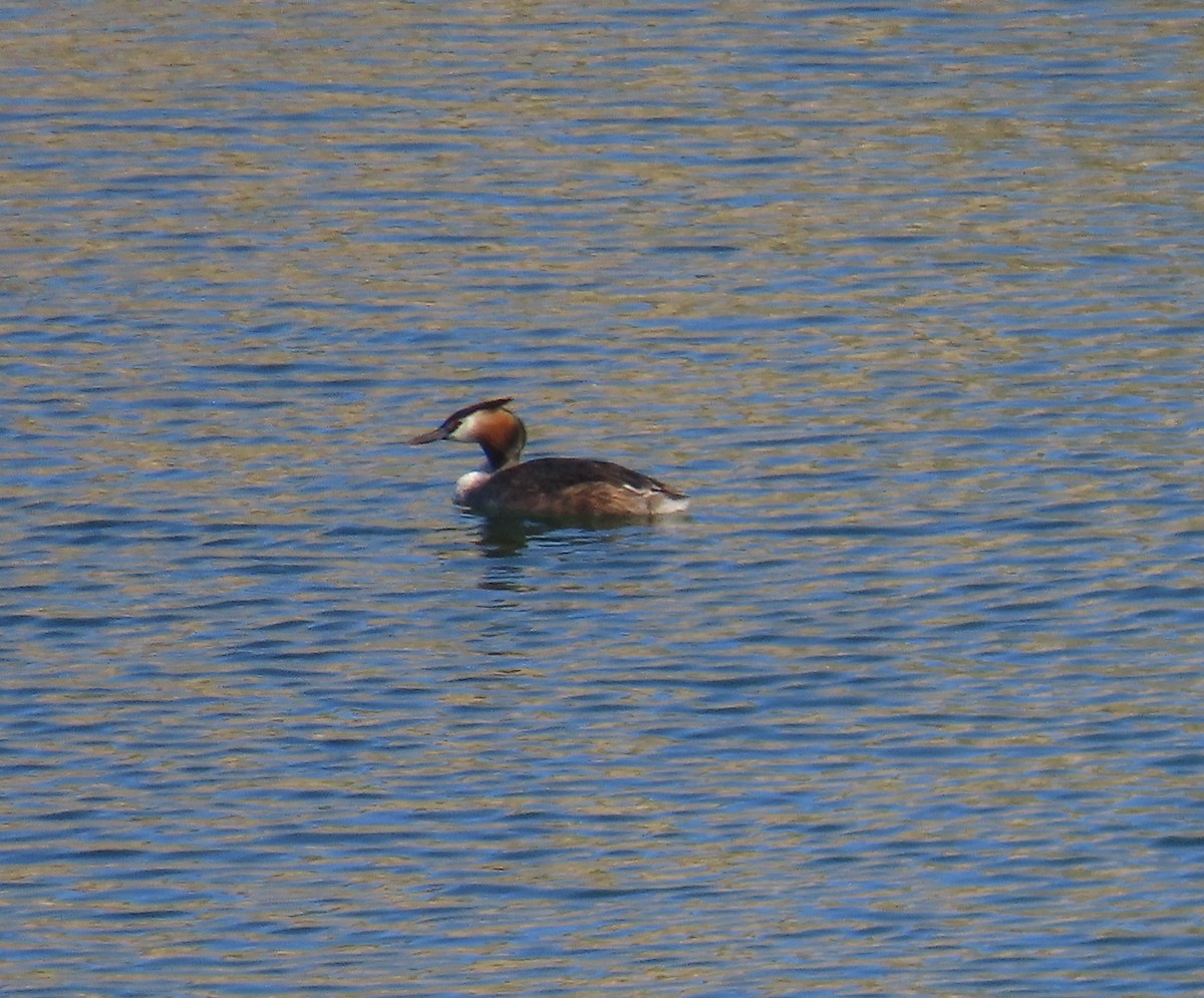 toppdykker - ML637105763