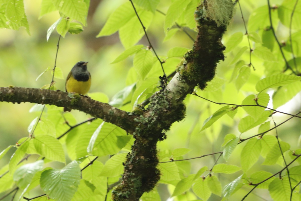 Mourning Warbler - ML637105804