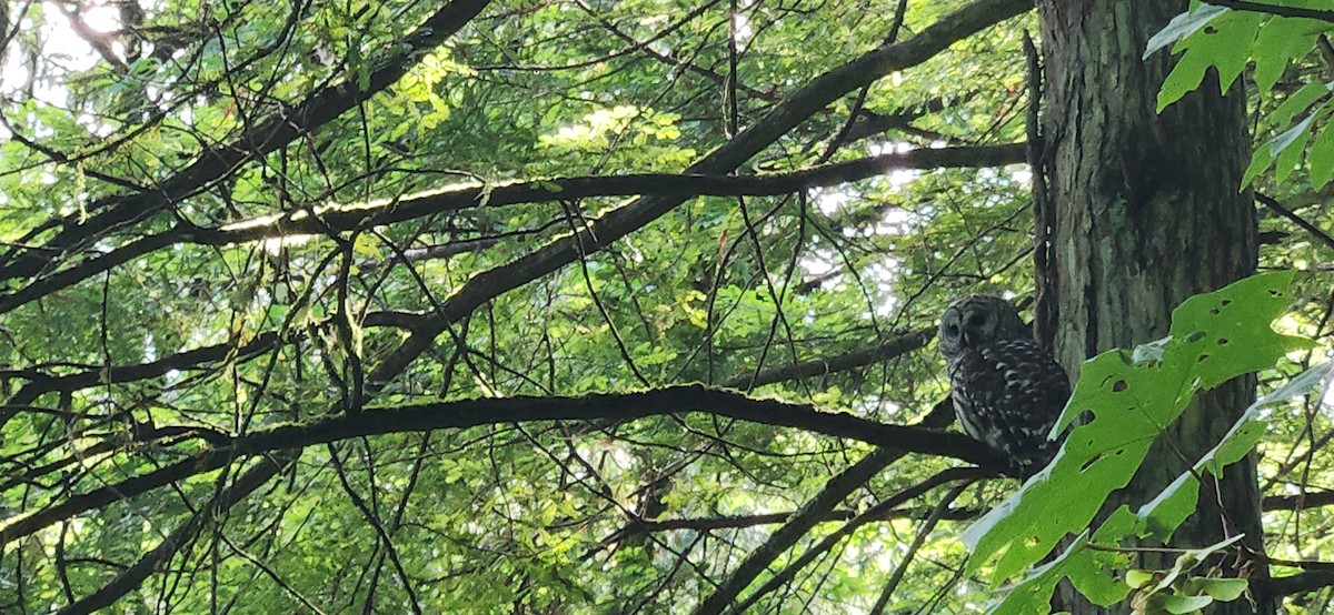 Barred Owl - ML637105863