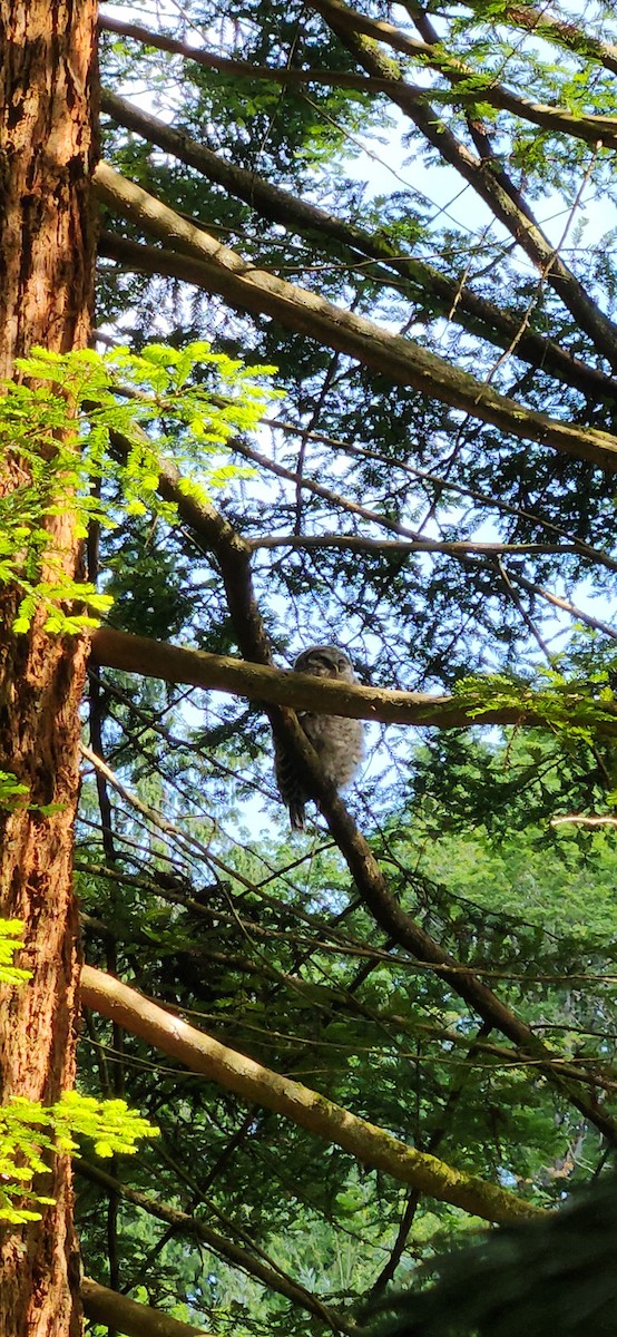 Barred Owl - ML637105865