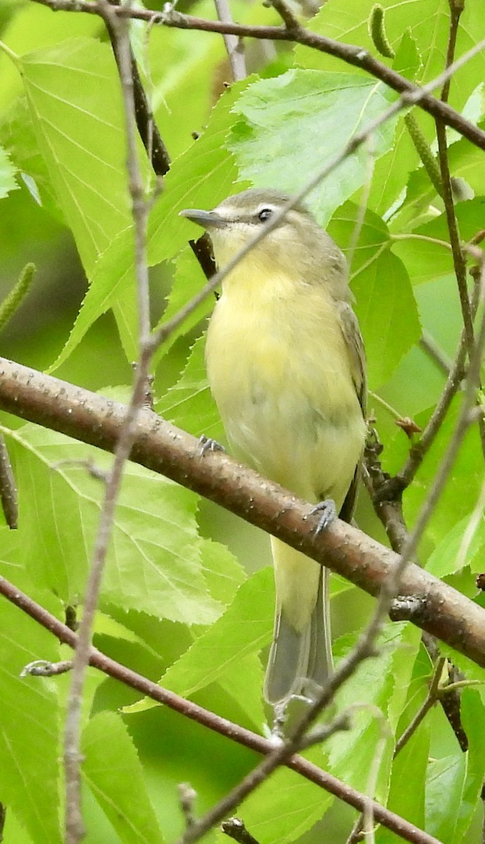 Philadelphia Vireo - ML637105887
