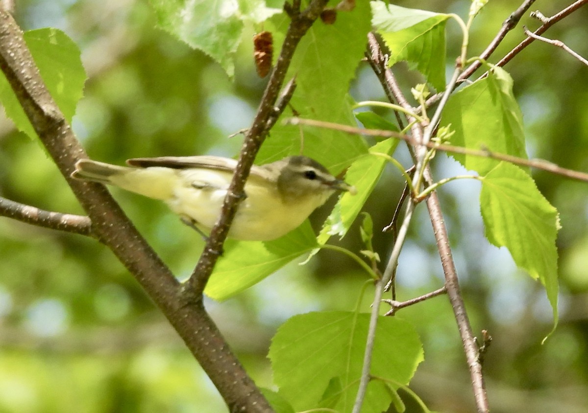 Philadelphia Vireo - ML637105888