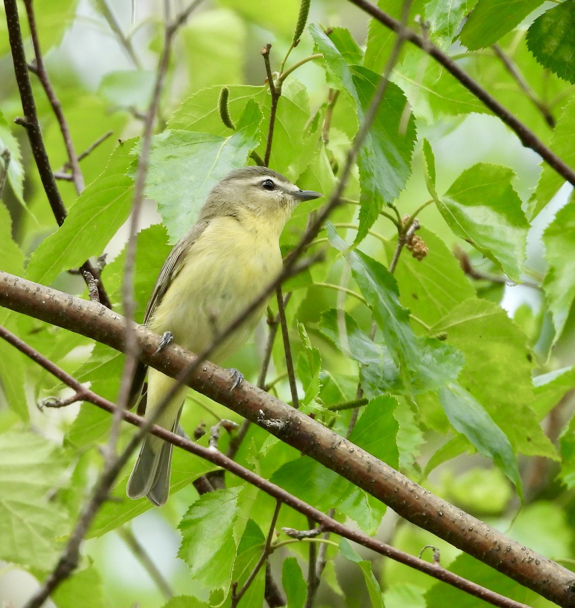 Philadelphia Vireo - ML637105889