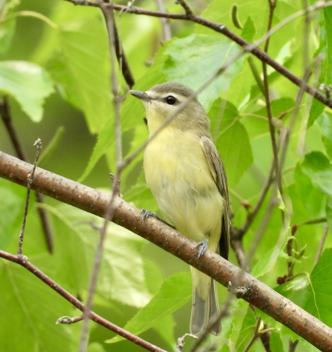 Philadelphia Vireo - ML637105890
