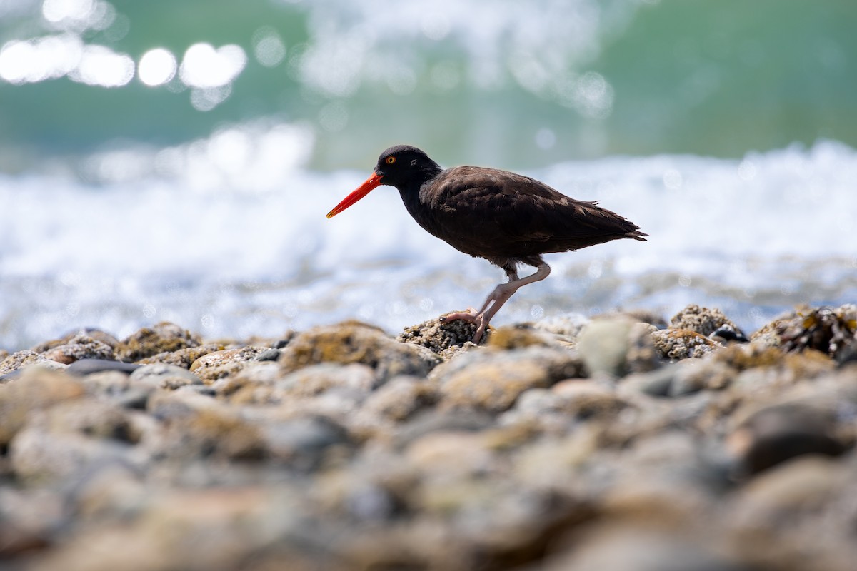 Black Oystercatcher - ML637105896