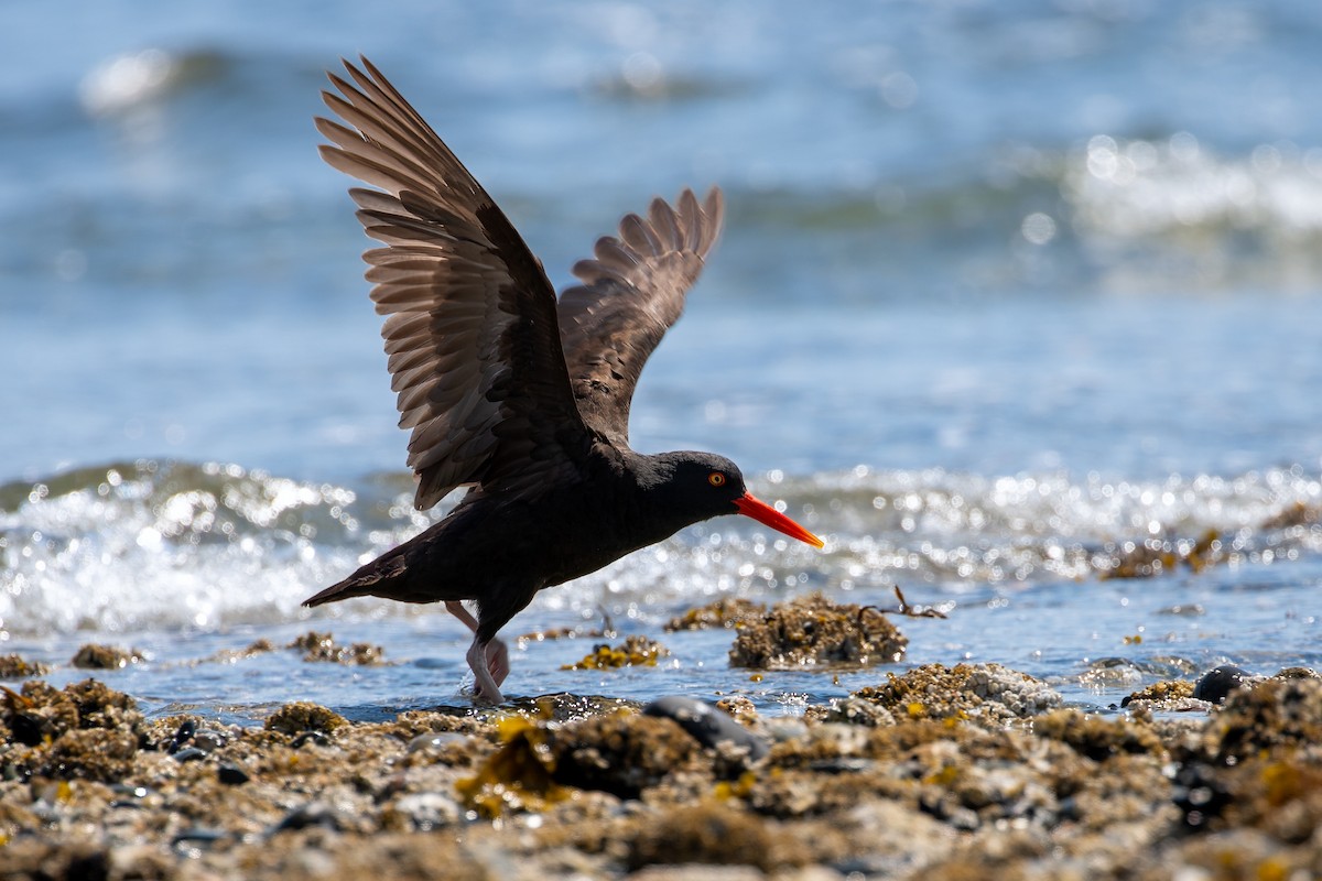 Black Oystercatcher - ML637105899