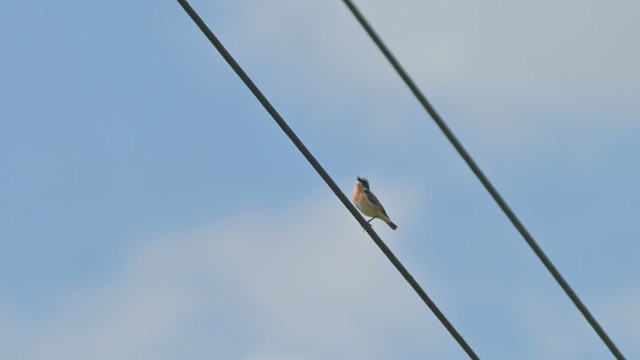 Whinchat - ML637105991