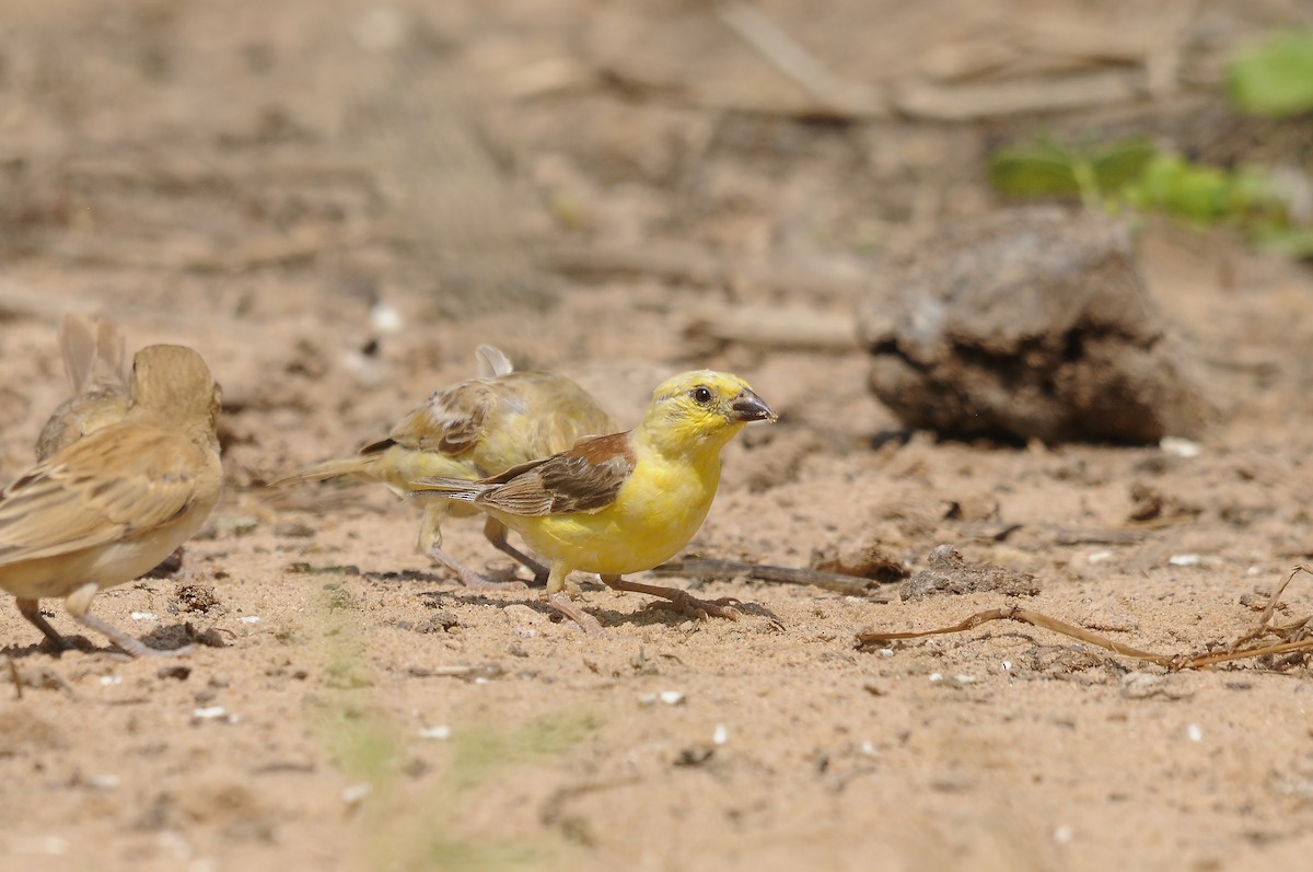 Sudan Golden Sparrow - ML637106021