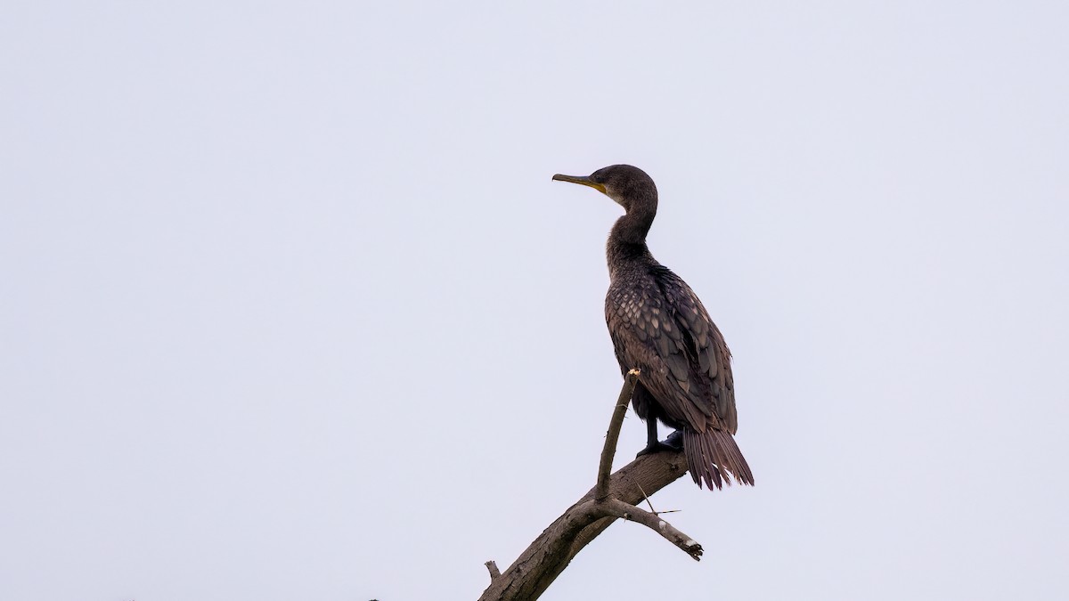 Indian Cormorant - ML637106048