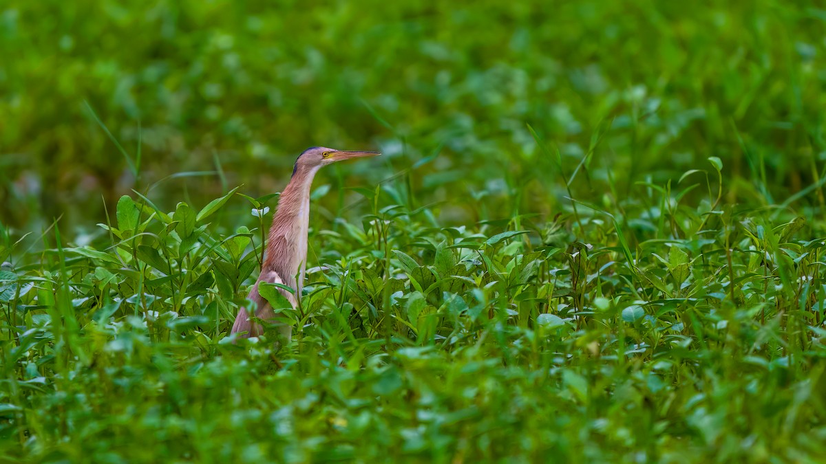 Yellow Bittern - ML637106066