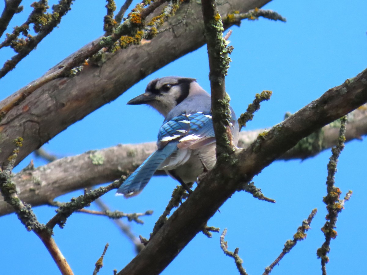 Blue Jay - ML637106067