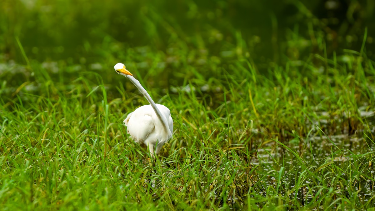 Great Egret - ML637106068