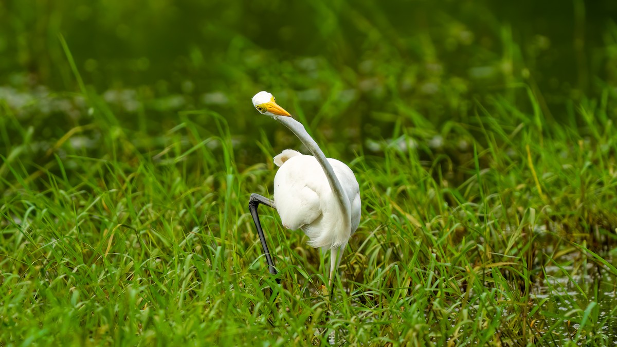 Great Egret - ML637106069