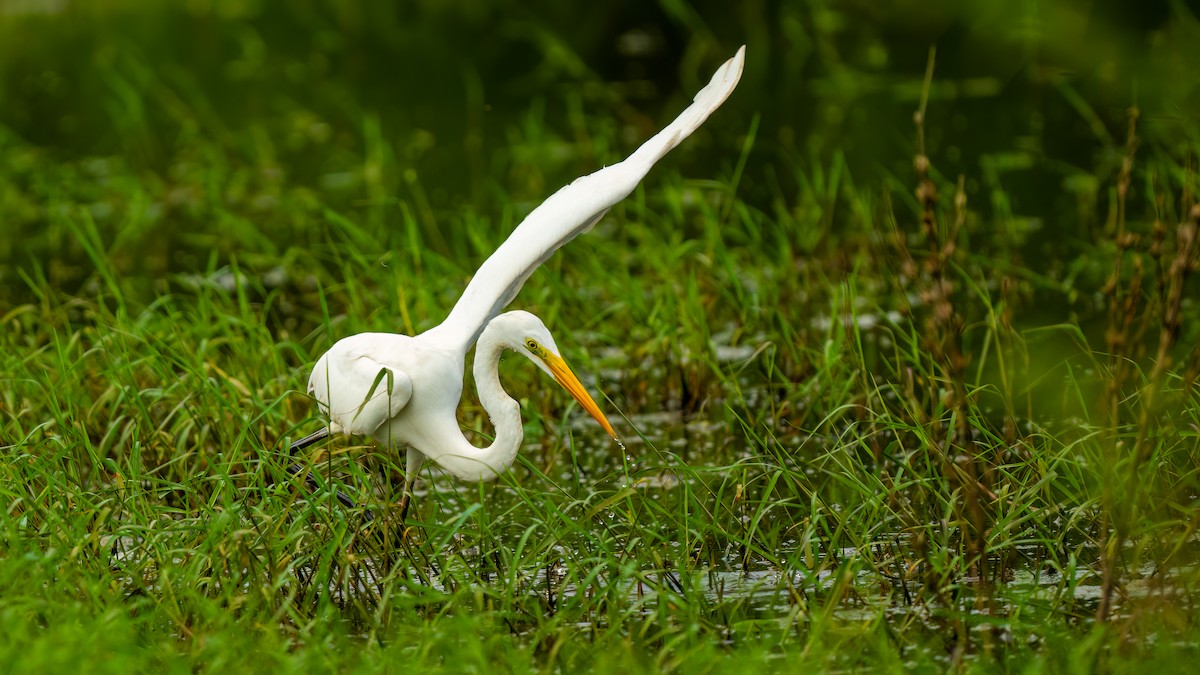 Great Egret - ML637106070