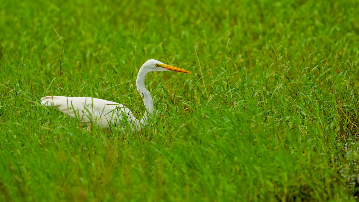 Great Egret - ML637106071