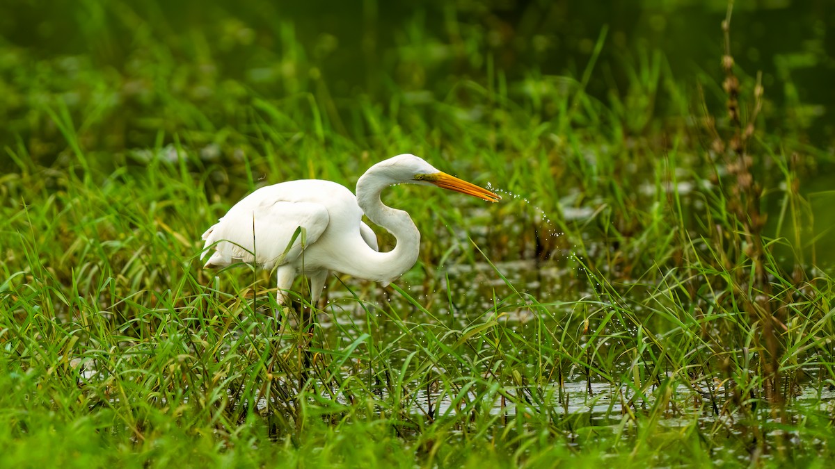 Great Egret - ML637106072