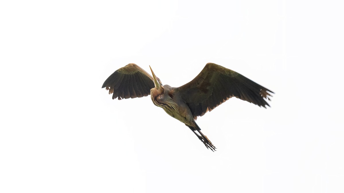 Purple Heron - ML637106075