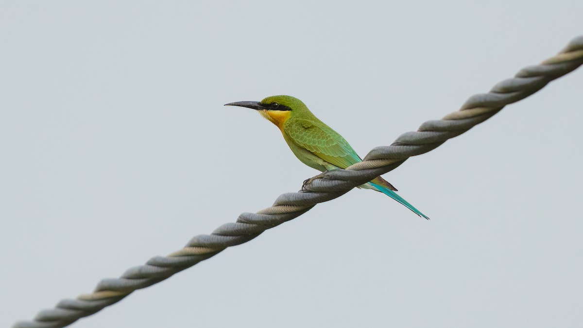 Blue-tailed Bee-eater - ML637106078