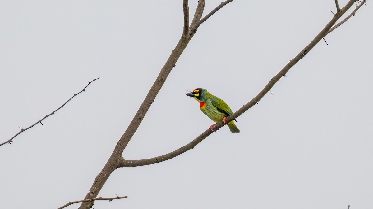 Coppersmith Barbet - ML637106086