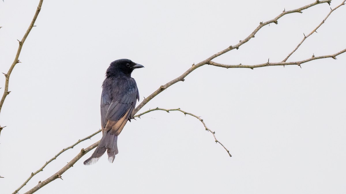 Black Drongo - ML637106089