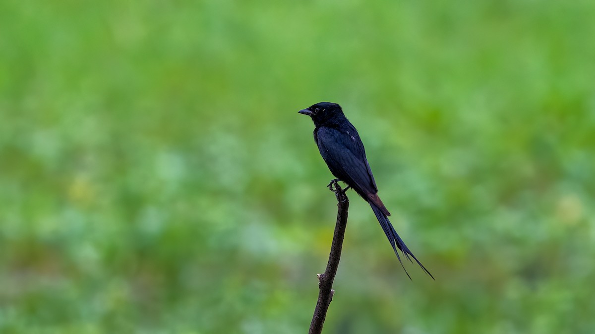 Black Drongo - ML637106090
