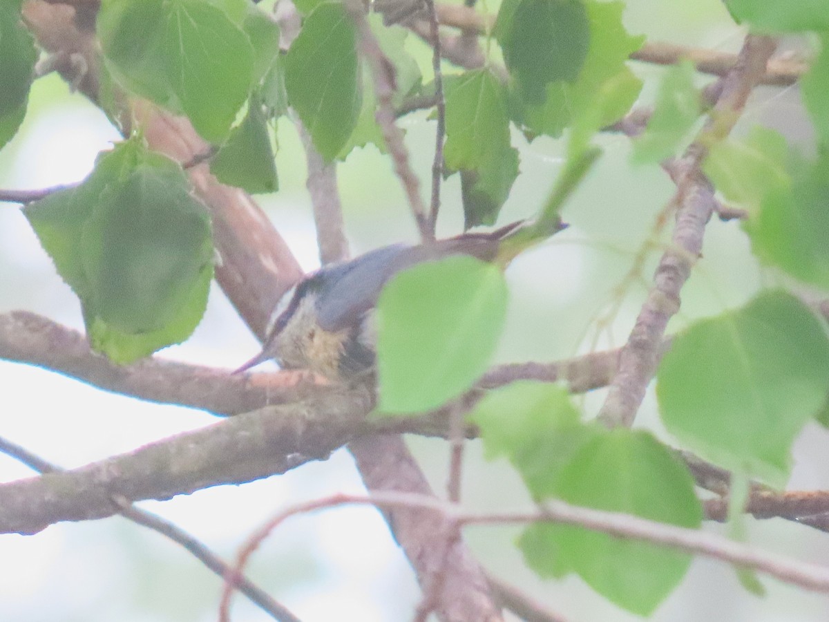 Red-breasted Nuthatch - ML637106097