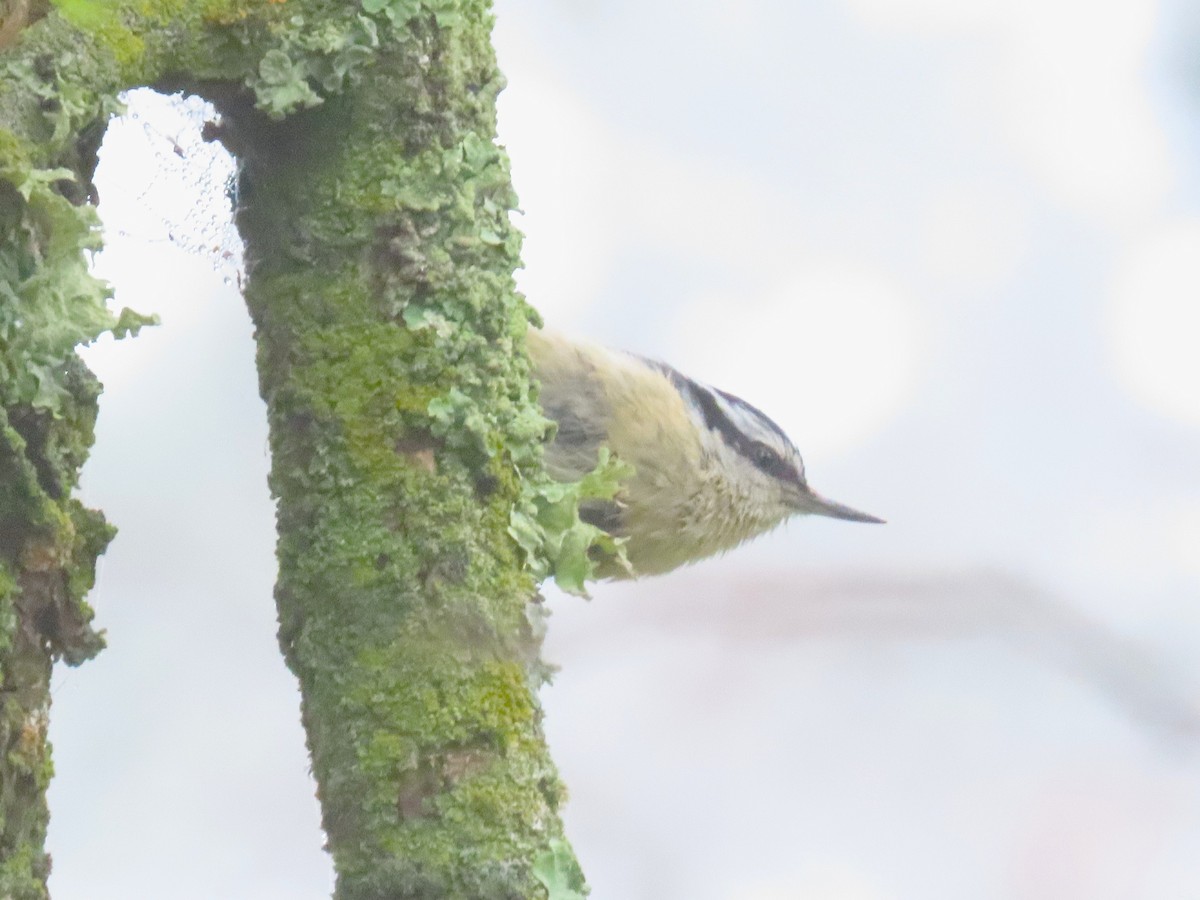Red-breasted Nuthatch - ML637106098