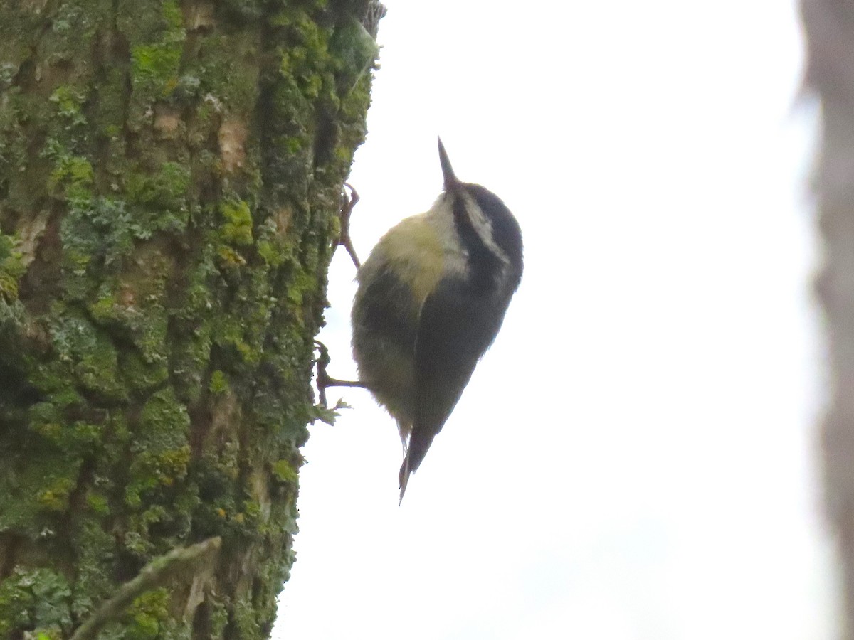 Red-breasted Nuthatch - ML637106100