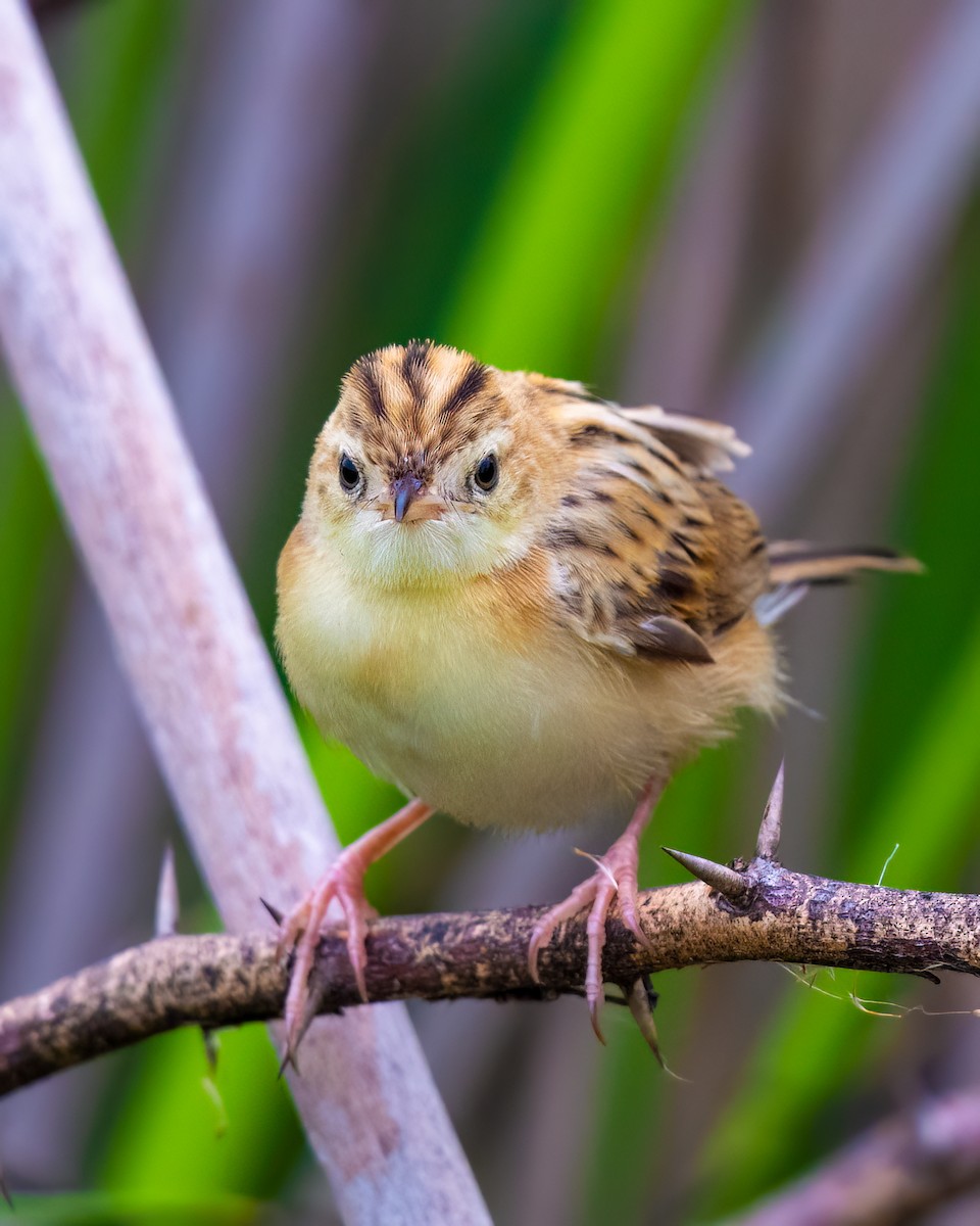Zitting Cisticola - ML637106101