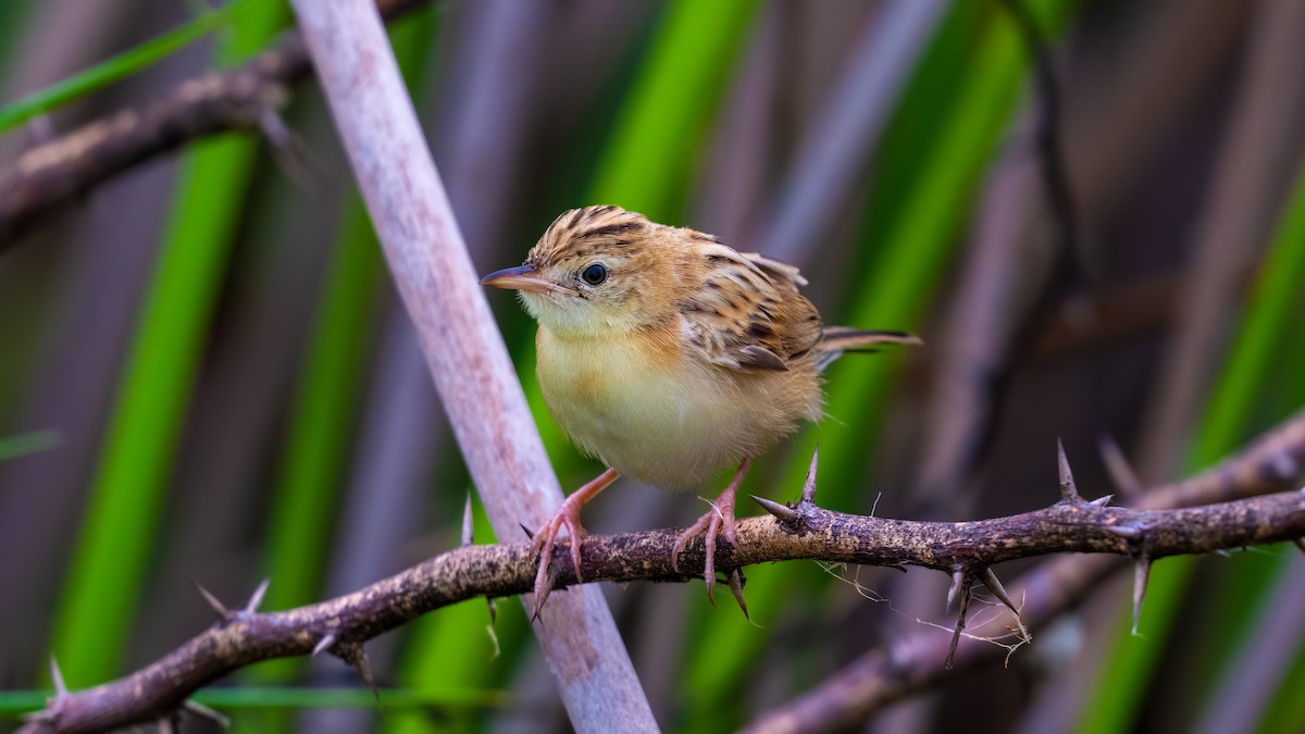 Zitting Cisticola - ML637106103