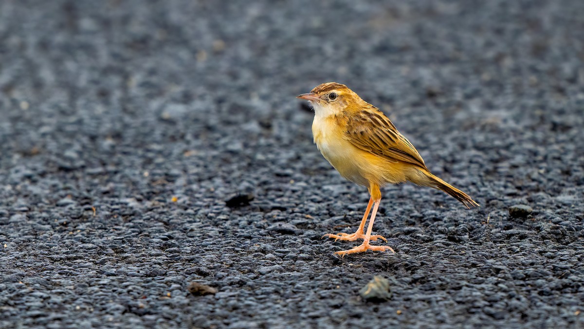Zitting Cisticola - ML637106104