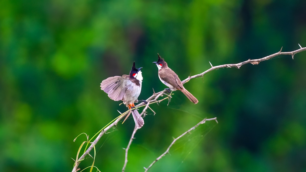 Red-whiskered Bulbul - ML637106109