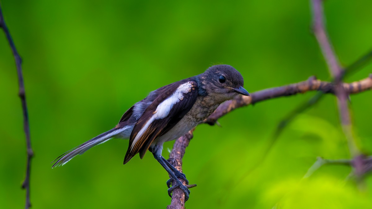 Oriental Magpie-Robin - ML637106115