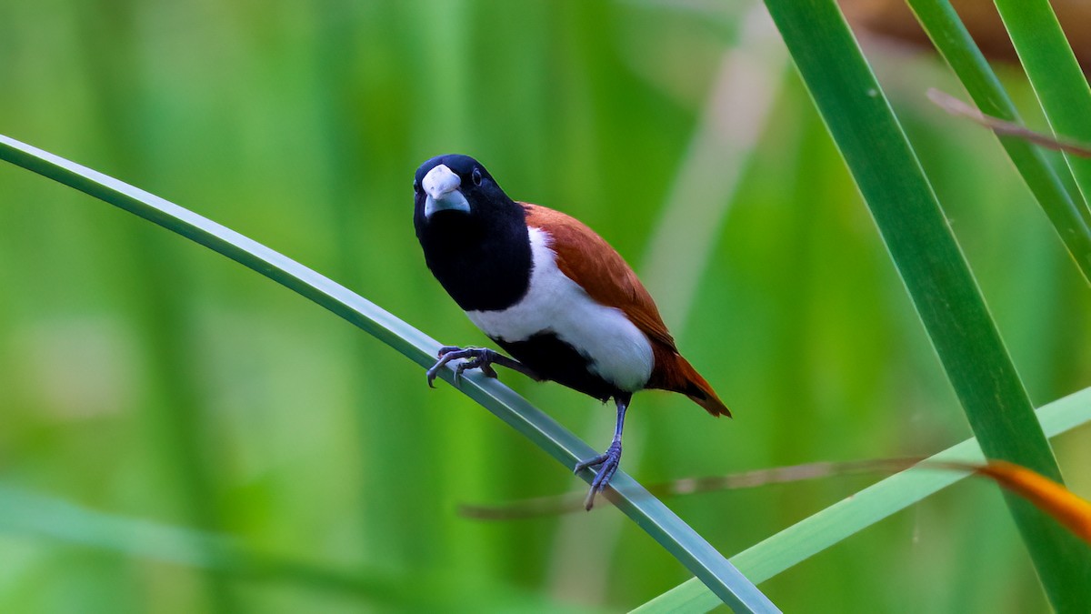 Tricolored Munia - ML637106131