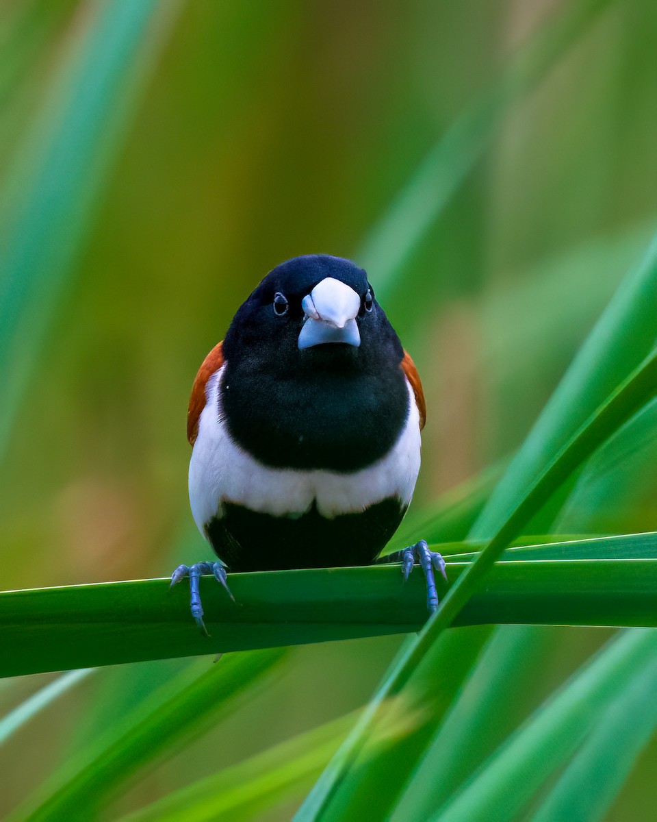 Tricolored Munia - ML637106132