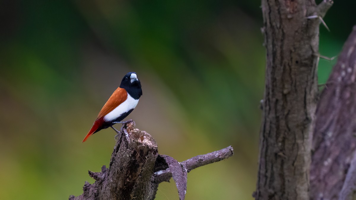 Tricolored Munia - ML637106133