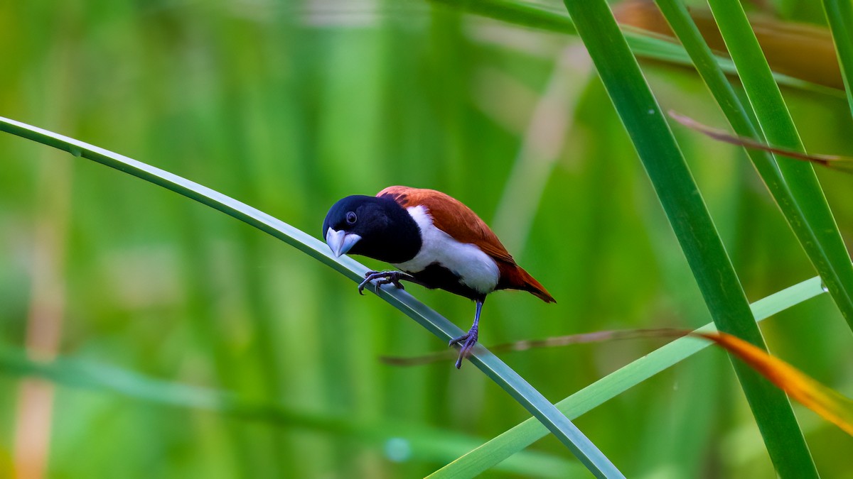 Tricolored Munia - ML637106134